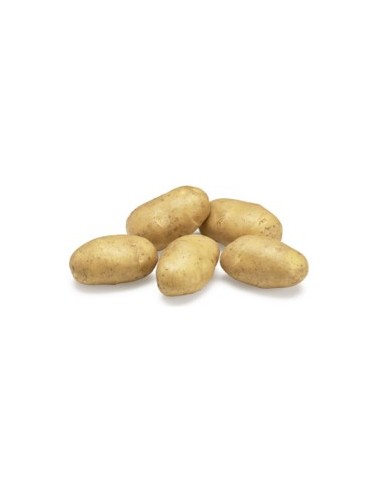 Plants de pommes de terre - variété BABYLON