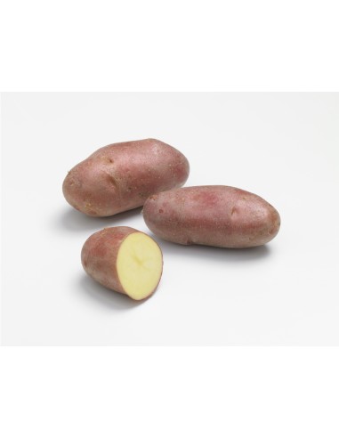 Semences de pommes de terre - variété FRANCELINE
