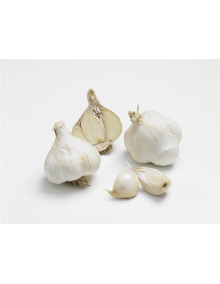 Semences de bulbes potagers BIO - variété ail MESSIDROME