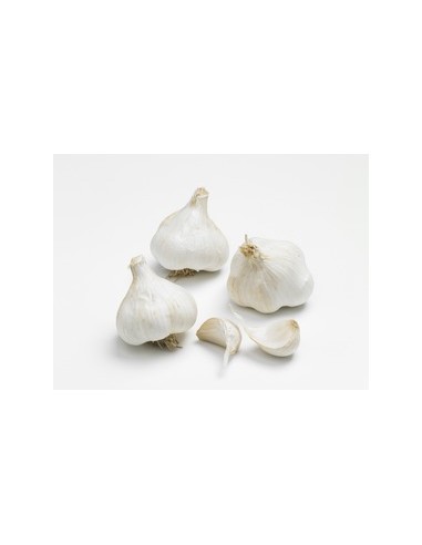 Semences de bulbes potagers BIO - variété ail...