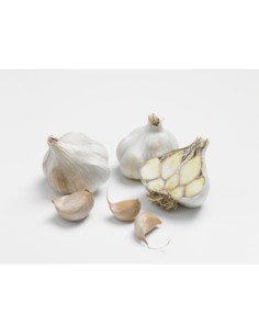 Semences de bulbes potagers BIO - variété ail THERMIDROME