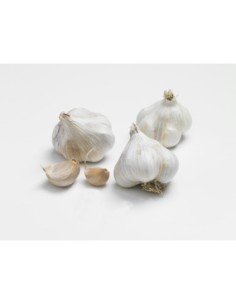 Semences de bulbes potagers BIO - variété ail THÉRADOR