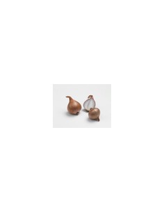 Plants de bulbes potagers BIO - variété échalote BIZTRO