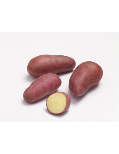 Semences de pommes de terre - variété GRENADINE