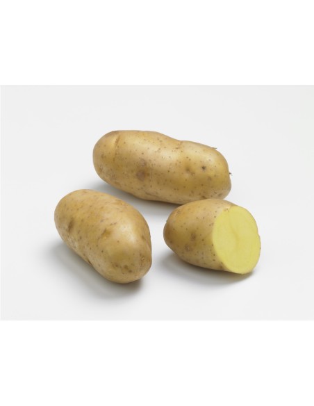 Semences de pommes de terre - variété POMPADOUR