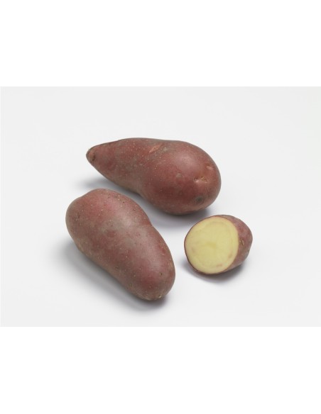 Semences de pommes de terre - variété ROSEVAL