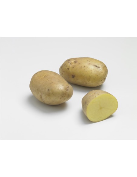Semences de pommes de terre - variété AGRIA