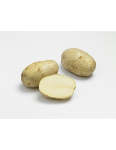 Semences de pomme de terre - variété CARRERA