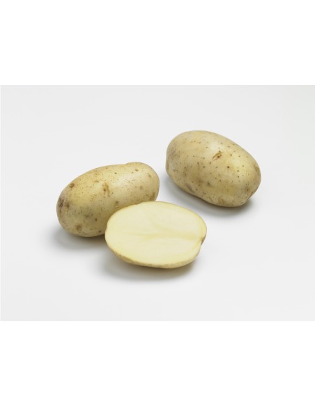 Semences de pomme de terre - variété CARRERA