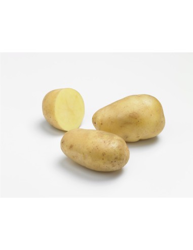 Semences de pommes de terre - variété ELODIE