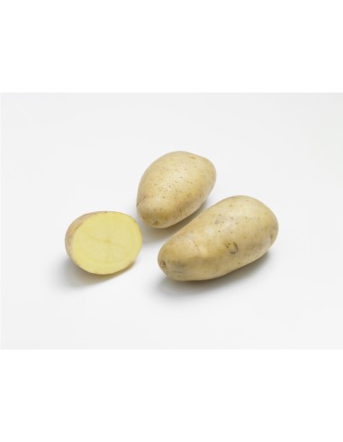 Semences de pommes de terre - variété MONALISA