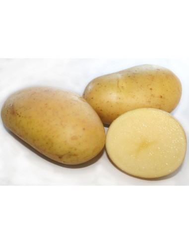 Semences de pommes de terre - variété PASSION