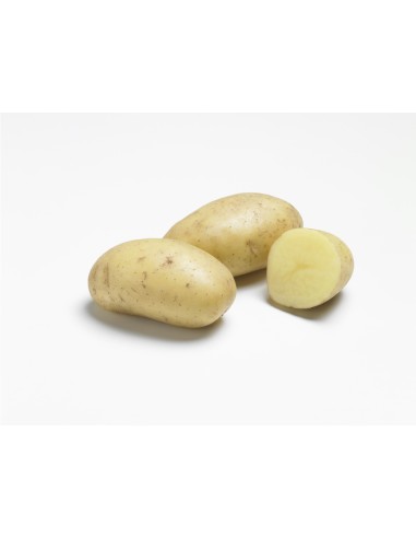 Semences de pommes de terre - variété SAFRANE