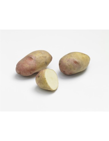 Semences de pommes de terre - variété KING EDWARD VII