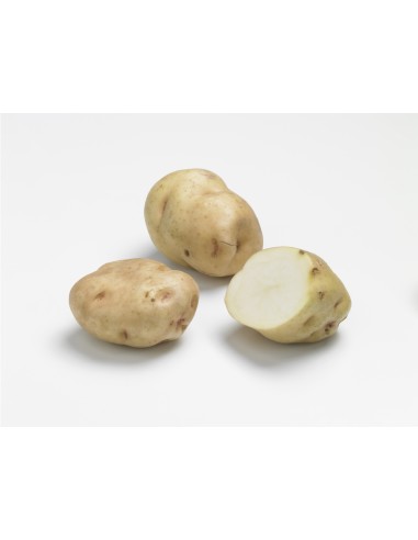 Semences de pomme de terre - variété INSTITUT...