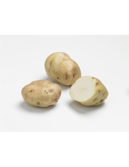 Semences de pomme de terre - variété INSTITUT DE BEAUVAIS