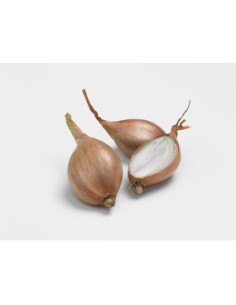 Plants de bulbes potagers - variété échalote JERMOR