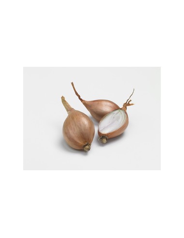 Plants de bulbes potagers - variété échalote...