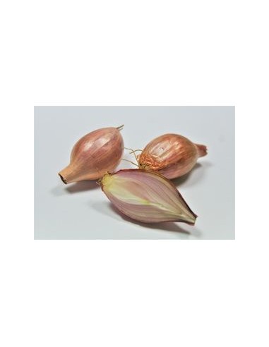Semences de bulbes potagers - variété échalote MELKIOR