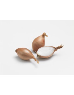 Semences de bulbes potagers - variété échalote VIGARMOR