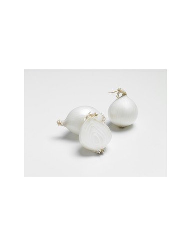 Semences de bulbes potagers - variété oignon WHITE EBENEZER