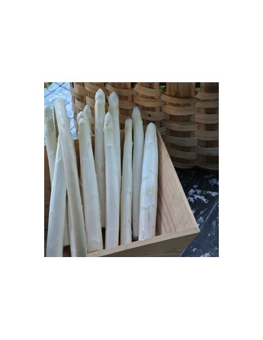 ASPERGE BLANCHE ARGENTEUIL 2 ANS