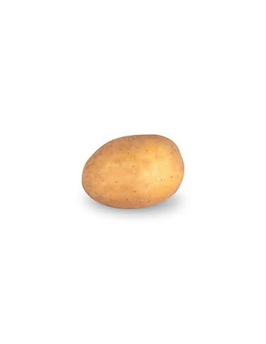 Semences de pommes de terre - variété CAMÉLIA