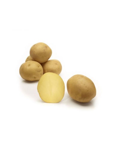 Semences de pommes de terre - variété TOSCANA