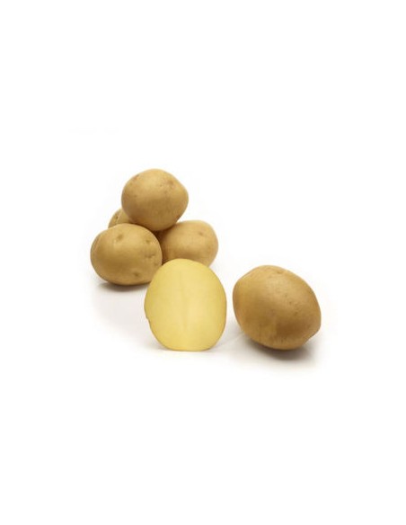 Semences de pommes de terre - variété TOSCANA