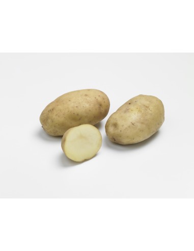 Semences de pommes de terre - variété UP TO DATE