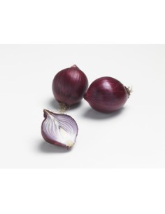 Plants de bulbes potagers BIO - variété oignon rouge RED...