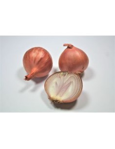 Plants de bulbes potagers BIO - variété échalote MELOINE