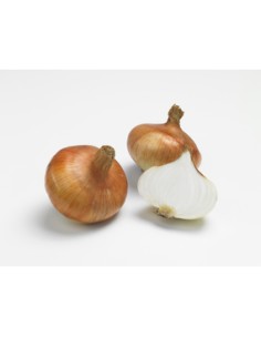 Plants de bulbes potagers - variété oignon RIESEN