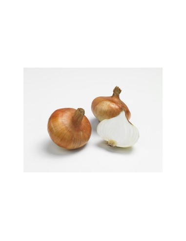Plants de bulbes potagers - variété oignon RIESEN