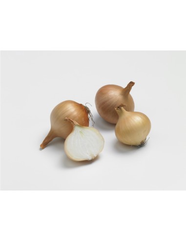 Plants de bulbes potagers - variété oignon...