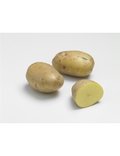 Plants de pommes de terre - variété AGRIA