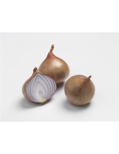 Plants de bulbes potagers - variété oignon KERAVEL