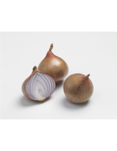 Plants de bulbes potagers - variété oignon KERAVEL
