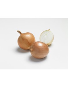 Plants de bulbes potagers - variété oignon TURBO