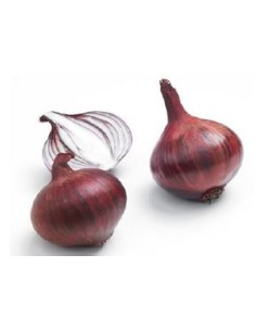 Plants de bulbes potagers - variété oignon AKADO