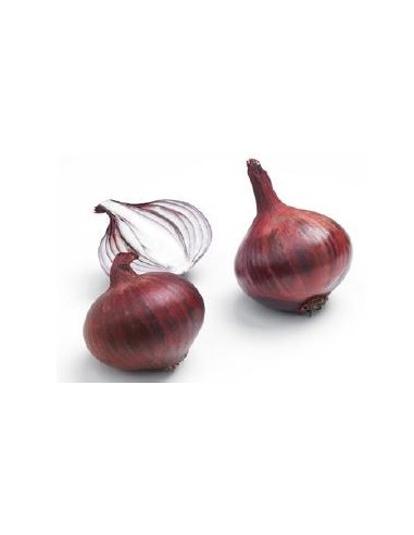 Plants de bulbes potagers - variété oignon AKADO