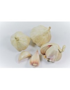 Plants de bulbes potagers - variété ail rose du NORD