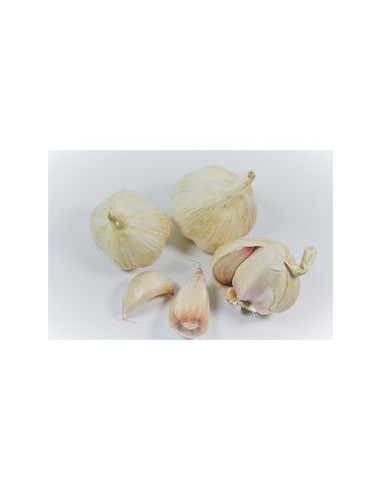 Plants de bulbes potagers - variété ail rose du...