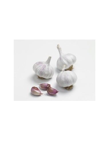 Plants de bulbes potagers - variété ail rose...