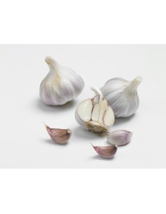 Plants de bulbes potagers - variété ail rose LAUTREC