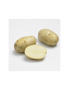 Plants de pommes de terre - variété ARTEMIS