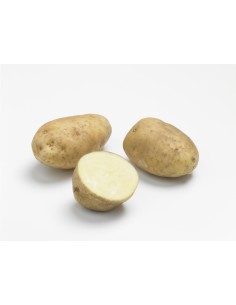Plants de pommes de terre - variété BINTJE