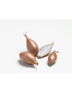 Plants de bulbes potagers - variété échalote LONGOR