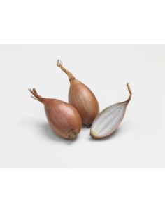 Plants de bulbes potagers - variété échalote ÉLISOR