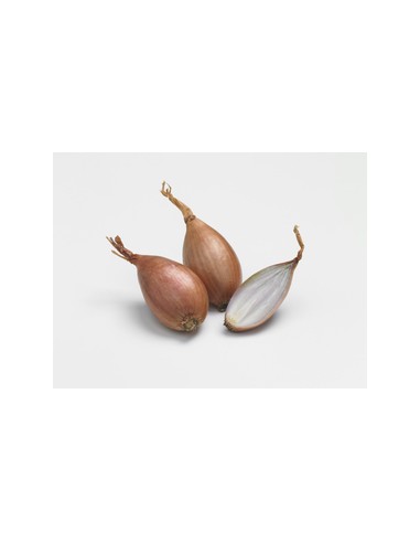 Plants de bulbes potagers - variété échalote...